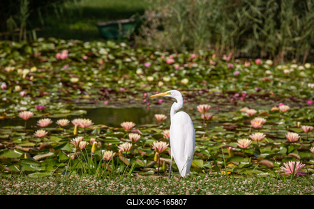 Great Egret (Ardea alba) looks for food-stock-foto