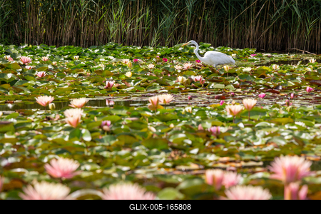 Great Egret (Ardea alba) looks for food-stock-foto