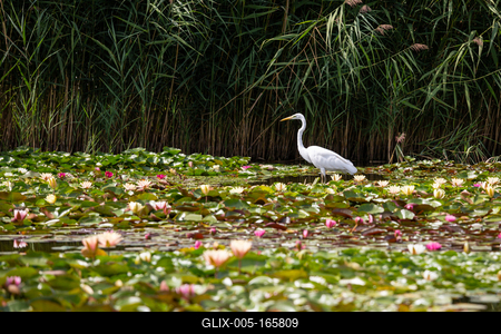 Great Egret (Ardea alba) looks for food-stock-foto