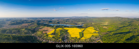 yellow canola field with blue sky-stock-foto