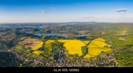 yellow canola field with blue sky-stock-foto