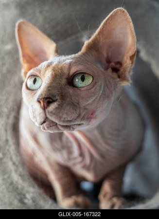 Canadian Sphinx. green-eyed bald cat-stock-foto