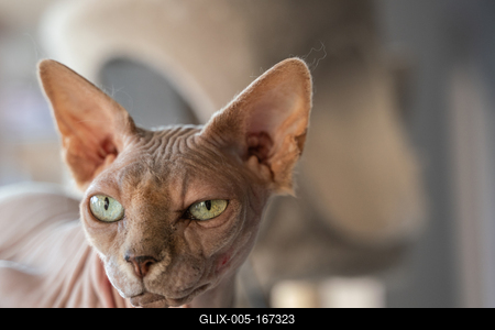 Canadian Sphinx. green-eyed bald cat-stock-foto