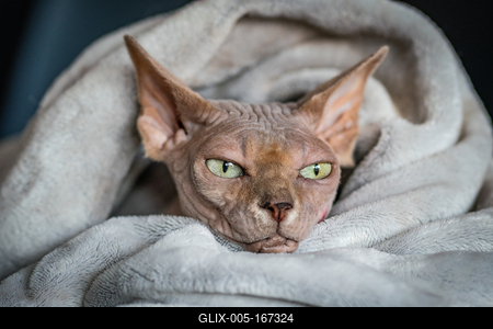 Canadian Sphinx. green-eyed bald cat-stock-foto