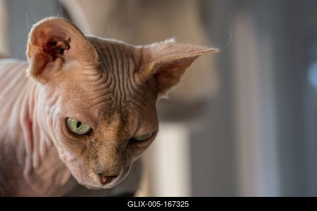 Canadian Sphinx. green-eyed bald cat-stock-foto