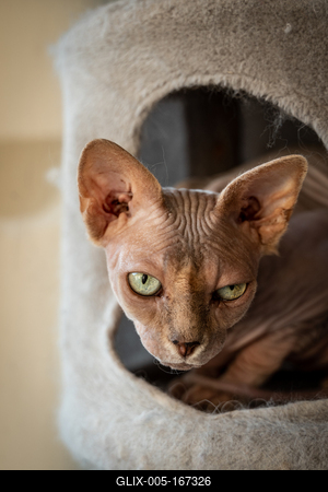 Canadian Sphinx. green-eyed bald cat-stock-foto
