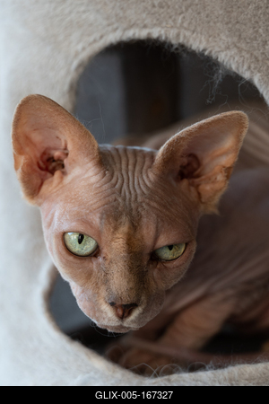 Canadian Sphinx. green-eyed bald cat-stock-foto