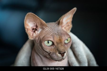 Canadian Sphinx. green-eyed bald cat-stock-foto