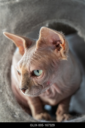 Canadian Sphinx. green-eyed bald cat-stock-foto