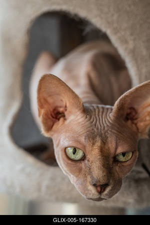 Canadian Sphinx. green-eyed bald cat-stock-foto