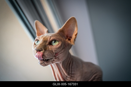 Canadian Sphinx. green-eyed bald cat-stock-foto