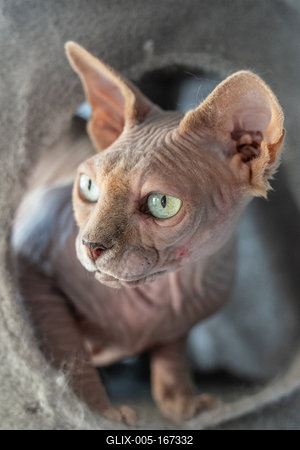 Canadian Sphinx. green-eyed bald cat-stock-foto