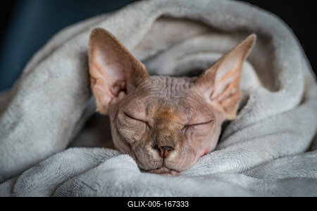Canadian Sphinx. green-eyed bald cat-stock-foto