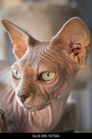 Canadian Sphinx. green-eyed bald cat-stock-foto