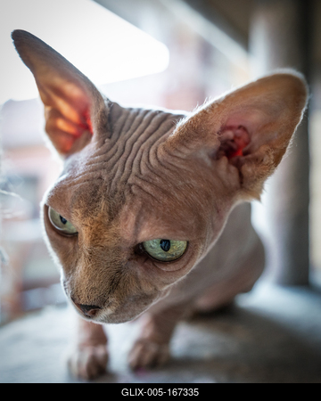 Canadian Sphinx. green-eyed bald cat-stock-foto