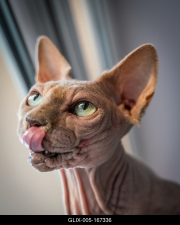 Canadian Sphinx. green-eyed bald cat-stock-foto