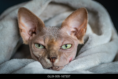 Canadian Sphinx. green-eyed bald cat-stock-foto
