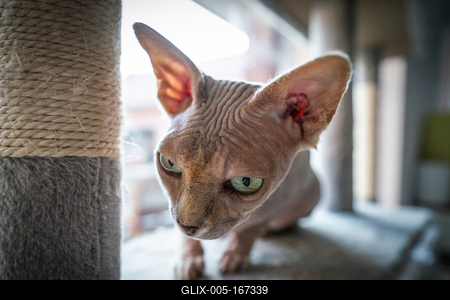 Canadian Sphinx. green-eyed bald cat-stock-foto