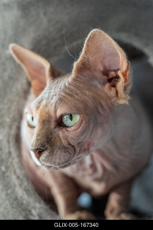 Canadian Sphinx. green-eyed bald cat-stock-foto