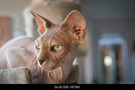 Canadian Sphinx. green-eyed bald cat-stock-foto