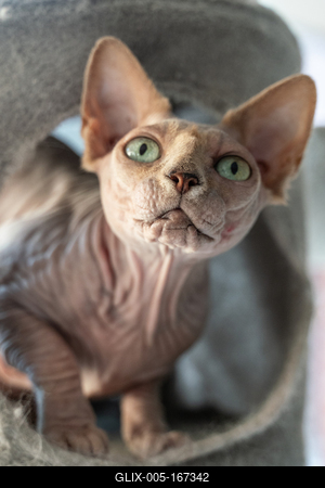 Canadian Sphinx. green-eyed bald cat-stock-foto
