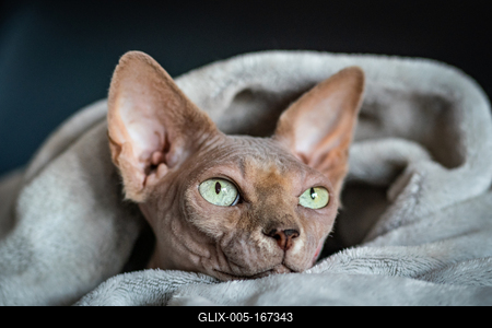 Canadian Sphinx. green-eyed bald cat-stock-foto