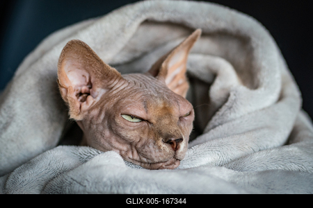Canadian Sphinx. green-eyed bald cat-stock-foto