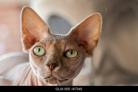 Canadian Sphinx. green-eyed bald cat-stock-foto