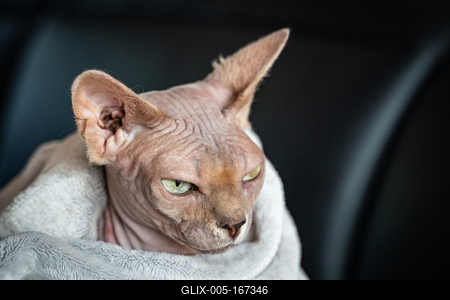 Canadian Sphinx. green-eyed bald cat-stock-foto