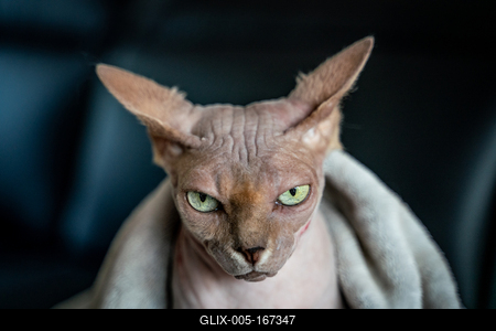 Canadian Sphinx. green-eyed bald cat-stock-foto