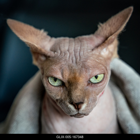 Canadian Sphinx. green-eyed bald cat-stock-foto