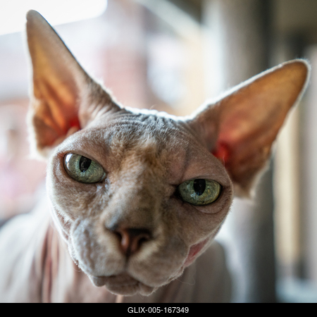 Canadian Sphinx. green-eyed bald cat-stock-foto