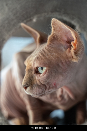 Canadian Sphinx. green-eyed bald cat-stock-foto