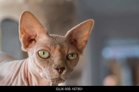 Canadian Sphinx. green-eyed bald cat-stock-foto