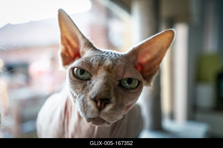 Canadian Sphinx. green-eyed bald cat-stock-foto