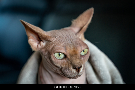 Canadian Sphinx. green-eyed bald cat-stock-foto