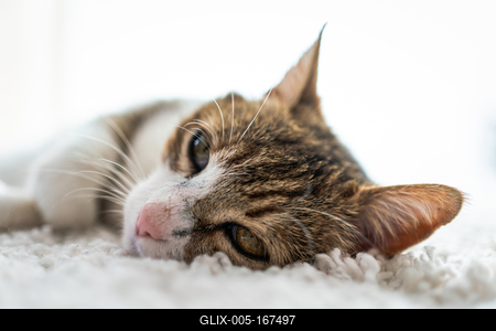 beautiful cat portrait at home-stock-foto