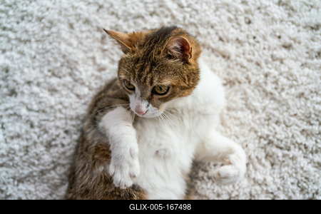 beautiful cat portrait at home-stock-foto