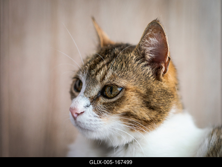 beautiful cat portrait at home-stock-foto