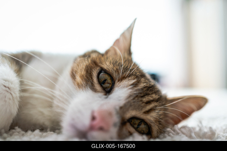 beautiful cat portrait at home-stock-foto