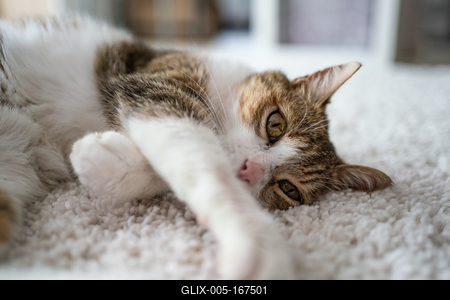 beautiful cat portrait at home-stock-foto