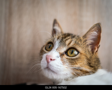 beautiful cat portrait at home-stock-foto
