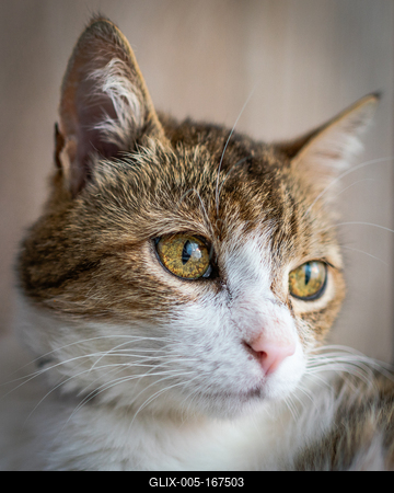 beautiful cat portrait at home-stock-foto