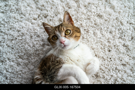 beautiful cat portrait at home-stock-foto