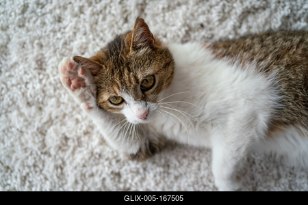 beautiful cat portrait at home-stock-foto