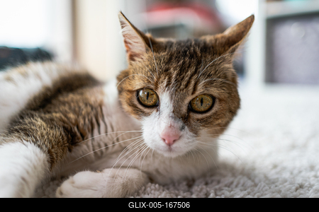 beautiful cat portrait at home-stock-foto