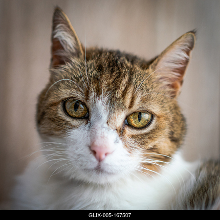beautiful cat portrait at home-stock-foto