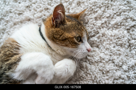 beautiful cat portrait at home-stock-foto
