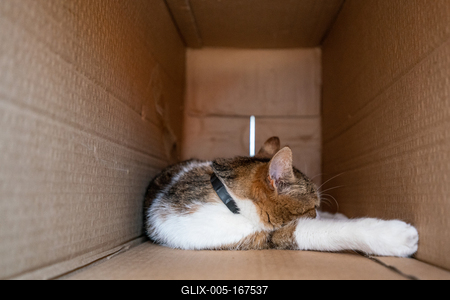 lazy cat relaxing in a paper box-stock-foto
