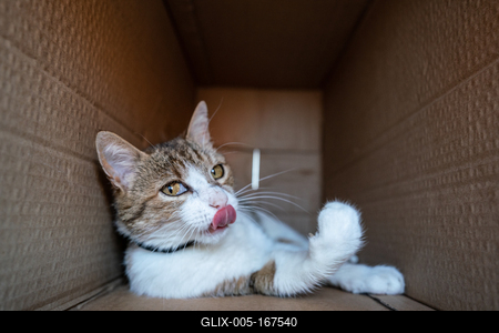 lazy cat relaxing in a paper box-stock-foto
